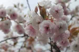 Cherry blossom Prunus lannesiana Chrysanthemoides