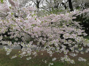 Cherry blossom Prunus serrulata Hatazakura