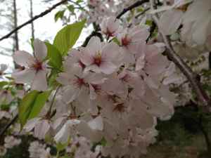 Cherry blossom Prunus serrulata Hatazakura