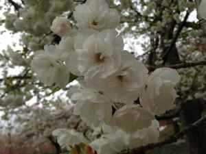 Cherry blossom Prunus serrulata Kuramayama