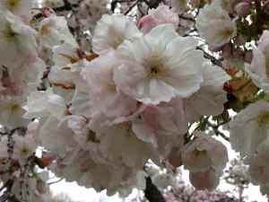 Cherry blossom Prunus serrulata Taoyame