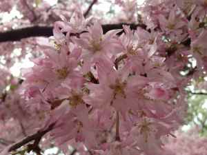 Cherry blossom Prunus Subhirtella Pendula (Weeping Cherry)