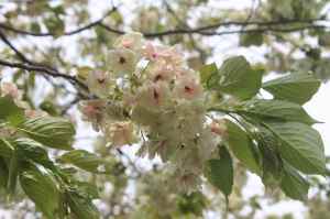 Cherry blossom variety Prunus lannesiana Albo-rosea