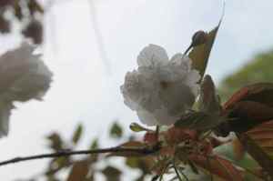 Cherry blossom variety Prunus lannesiana Hisakura