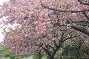 Cherry blossom variety Prunus lannesiana Sekiyama