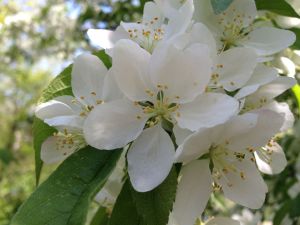 Cherry flower Prunus × dawyckensis