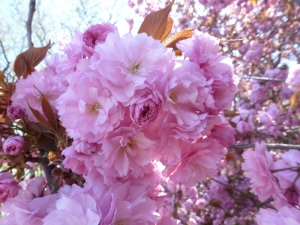 Cherry flower Prunus Kanzan