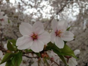 Cherry flower Prunus serrulata Hatazakura