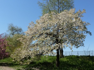 Cherry flower Prunus serrulata Shogetsu