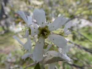 Cherry flower Prunus Takesimensis