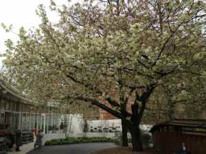 Green cherry blossom at Brooklyn Botanical Garden, NYC, USA