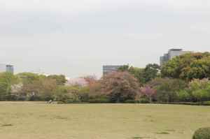 Imperial Palace - Honmaru area, east garden, Tokyo, Japan